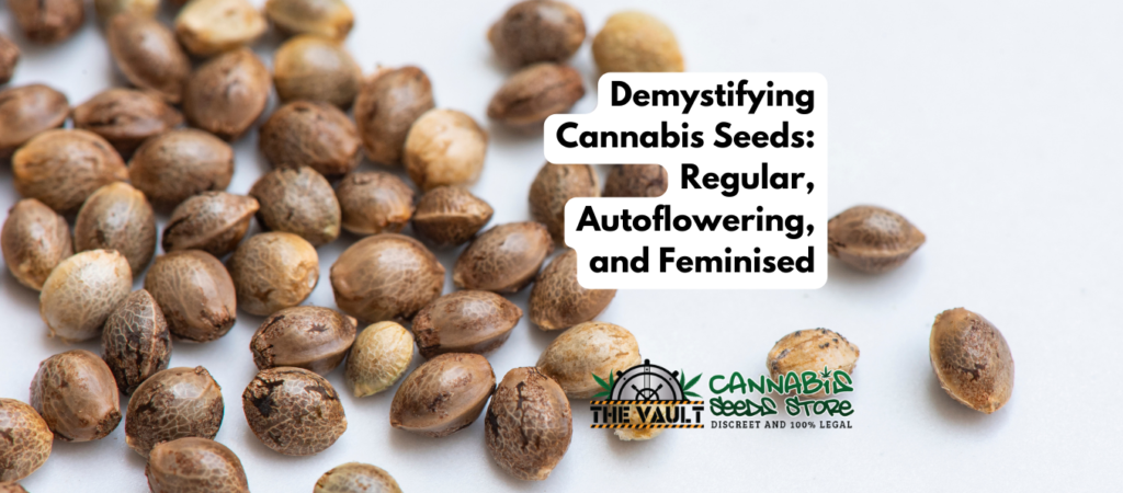 Seeds Cannabis thường xuyên