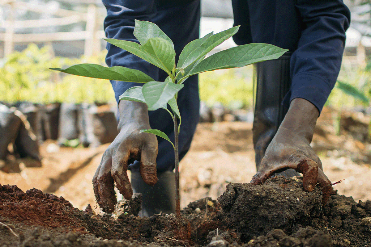 Era of revolution  groundbreaking carbon market development_Close-up of a DGB member planting a tree seedling_visual 3