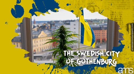 Planta de marihuana en una casa de la ciudad de Gotemburgo.