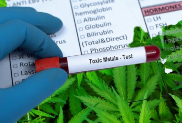 TOXIC METAL LEVELS IN CANNABIS USERS BLOOD AND URINE