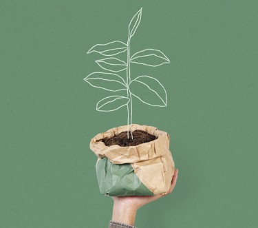 대마초 재배법