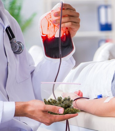 Spenden Sie Blut mit Cannabis darin