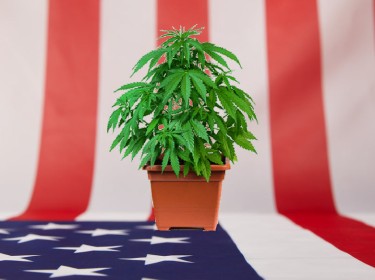美國人種植大麻