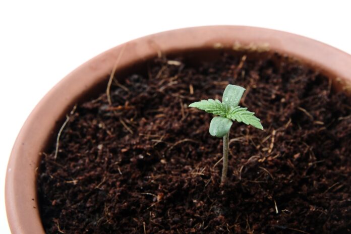 Κοντινό πλάνο ενός νεαρού φυτού μαριχουάνας σε μια γλάστρα. Έρευνα για την καλλιέργεια κάνναβης στο σπίτι
