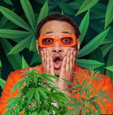 plantas de cannabis tripolidas