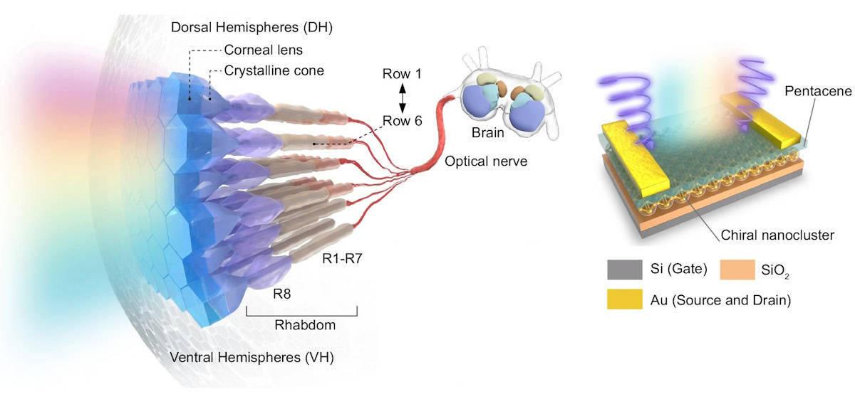 Mantis räkor visuella system och artificiell nanokluster fotoreceptor