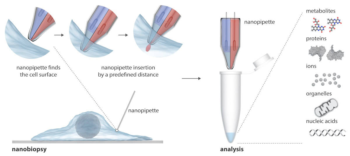 Infografik einer doppelläufigen Nanopipette
