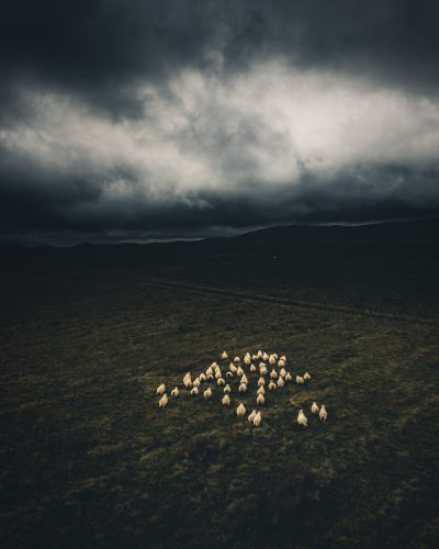 Sheep_Scotland