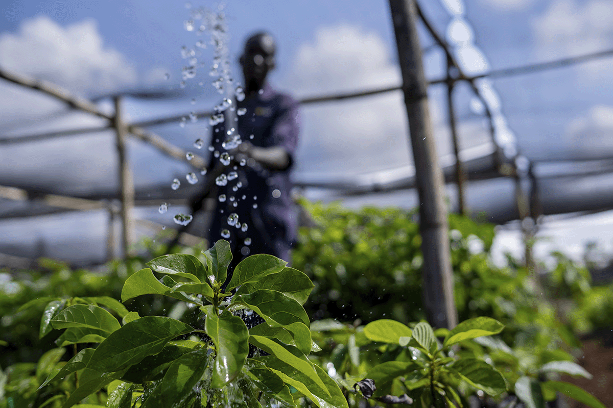 100 Reasons carbon credits are the best thing that ever happened to improve conditions on our planet_DGB team member watering plants in a tree nursery_visual 7