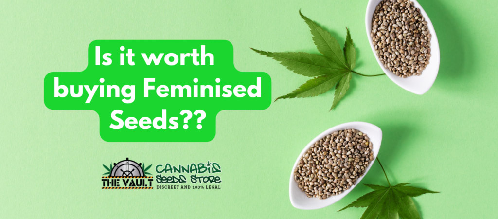 Is it worth buying Feminised Seeds