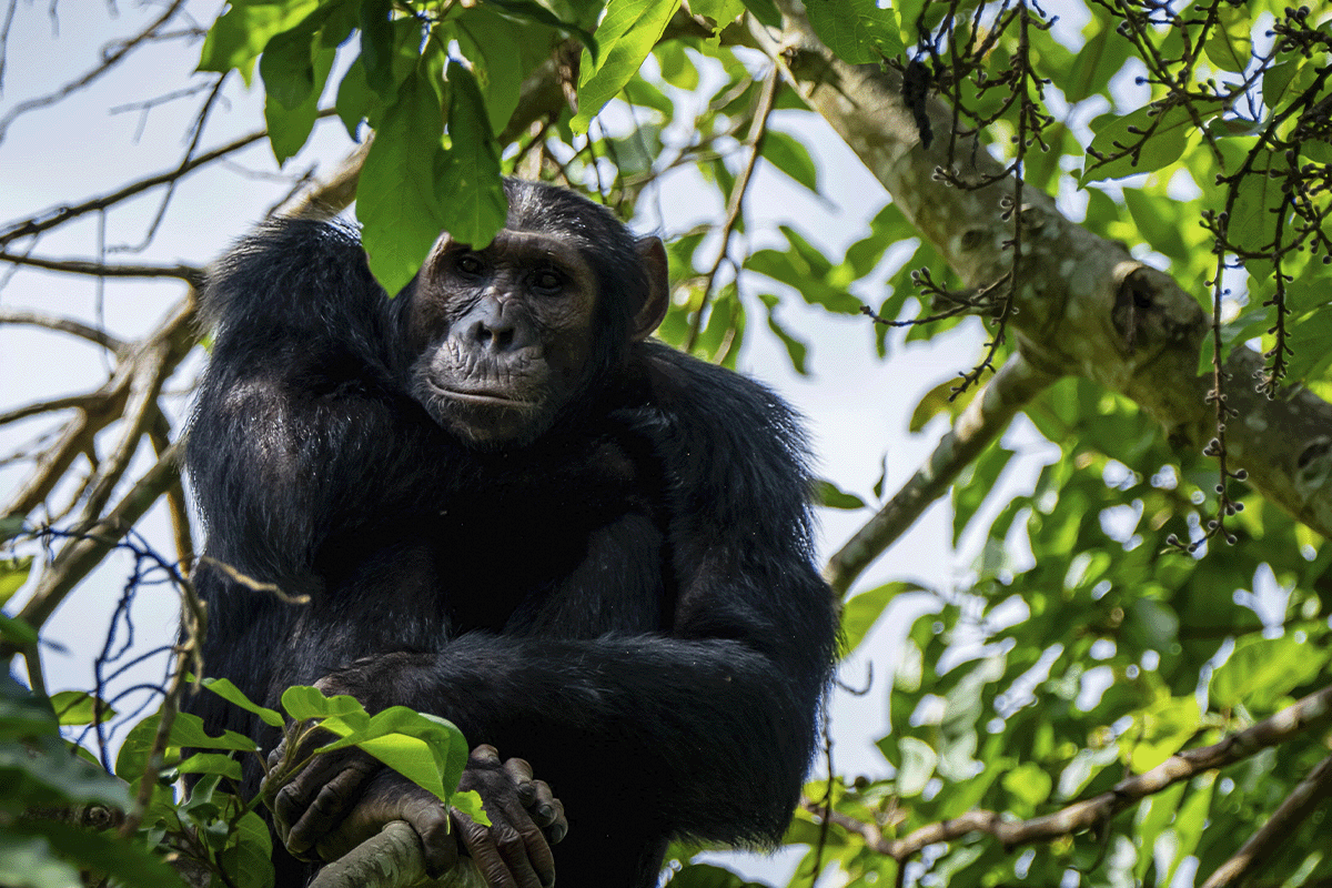 Sustainability simplified_ Carbon units for beginners_Bulindi chimpanzee sitting on a tree in its natural habitat_visual 4
