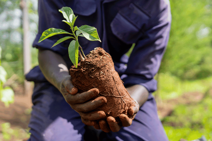 Sustainability simplified_ Carbon units for beginners_DGB worker holding a tree seedling_visual 5