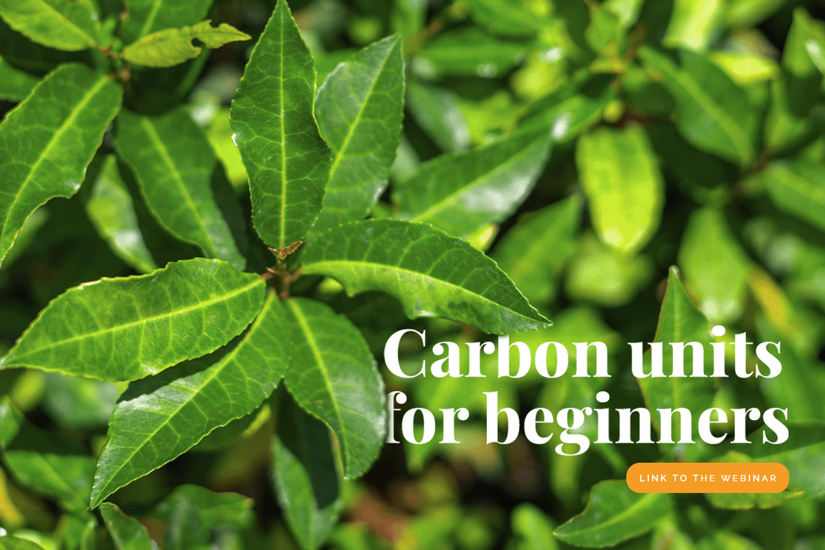 Sustainability simplified Carbon units for beginners_Close-up of tree seedlings_visual 1