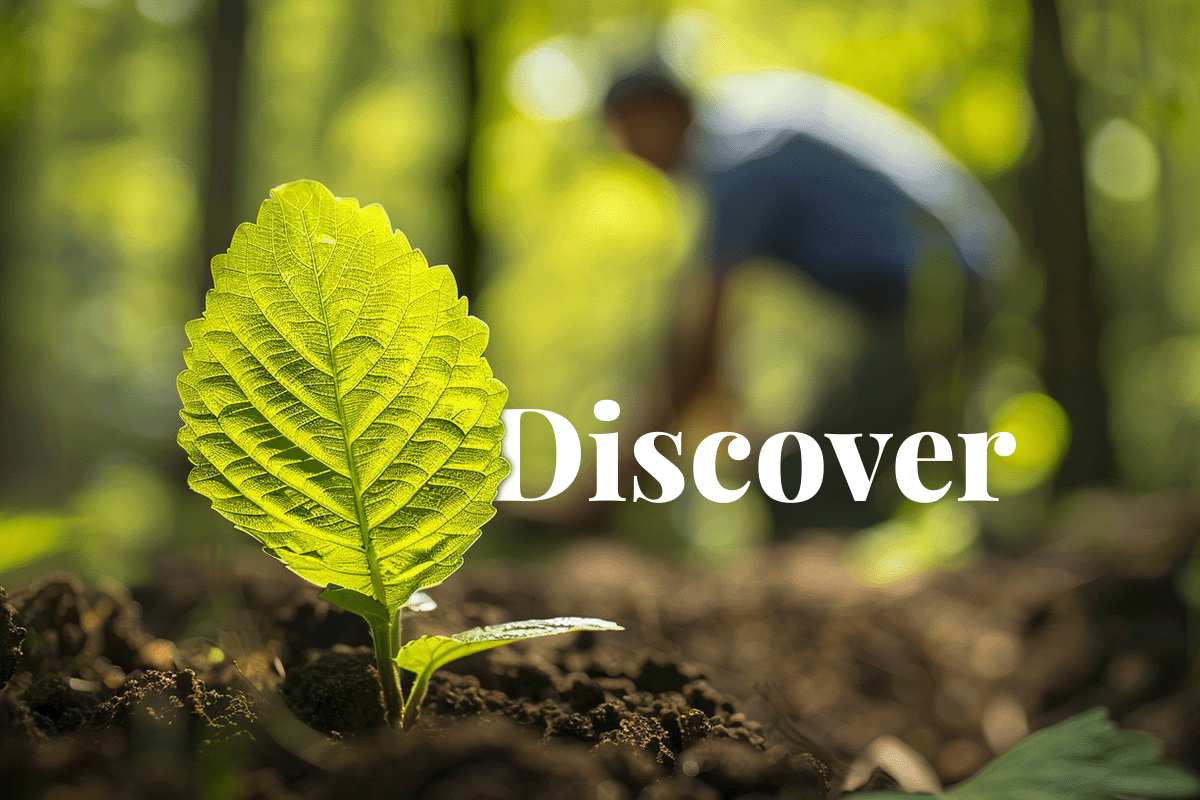 What is CSRD and how does it affect your business _Close-up of a tree seedling leaf, a man planting trees in the background_visual 1