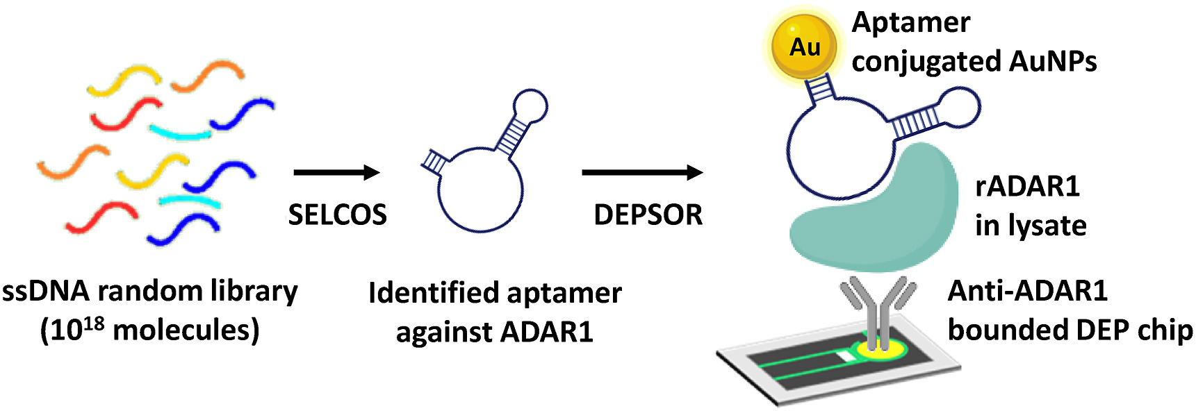 Pictorial representation of aptamer identification by systematic evaluation of ligands using competitive selection (SELCOS) method and application in the electrochemical determination of ADAR1 molecules in cell lysate