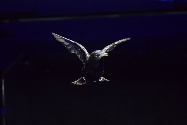 Photo of a starling in flight with its unfurled wings catching the light against a black background