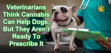 CANNABIS FOR DOGS VETS