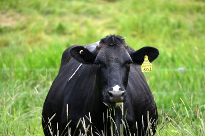 A mostly black cow in a field of green grass