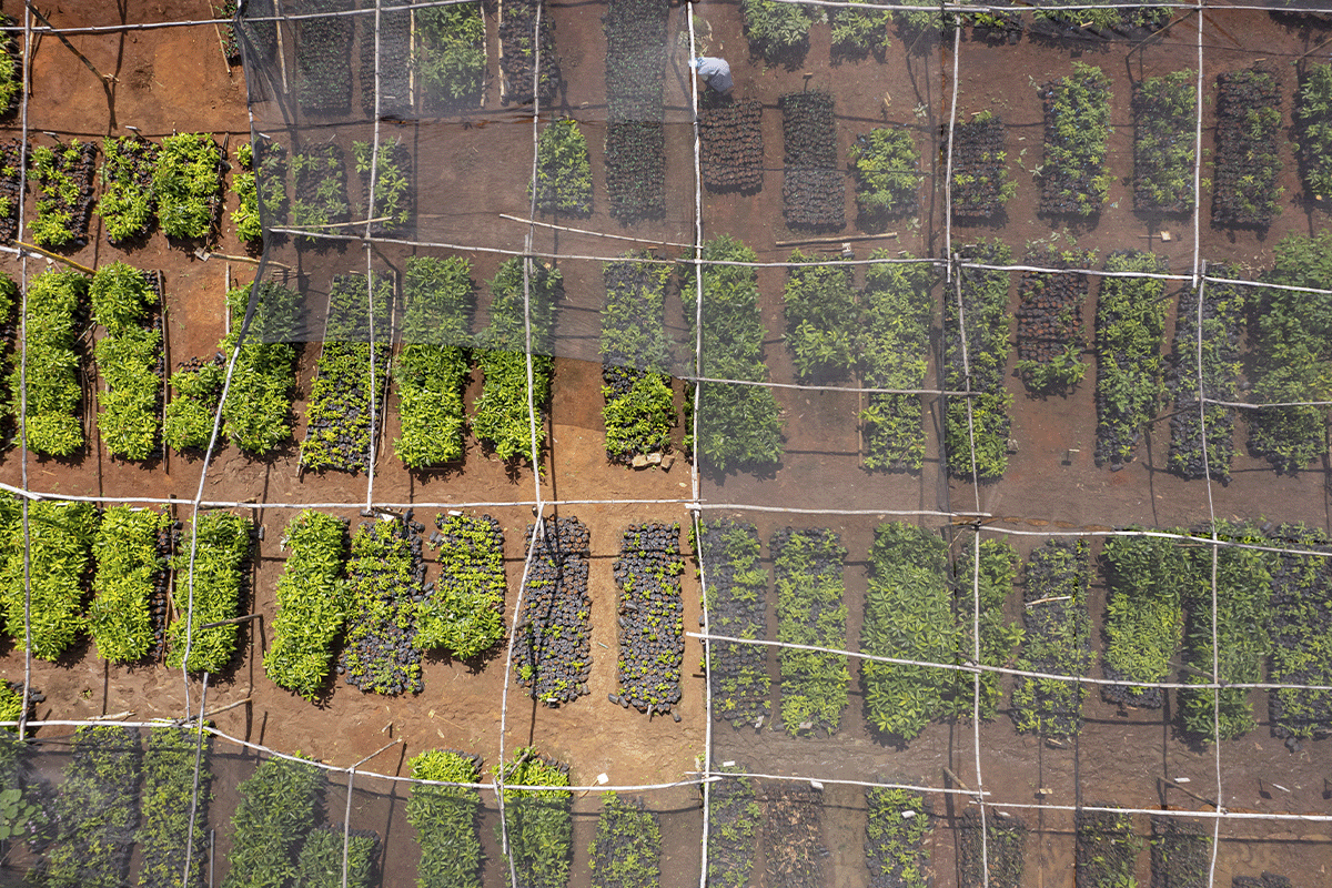 The power of high-quality carbon projects_Aerial view of a tree nursery in Kenya_visual 3
